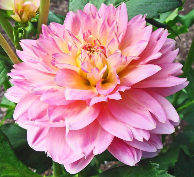 Gilbert's Dahlias