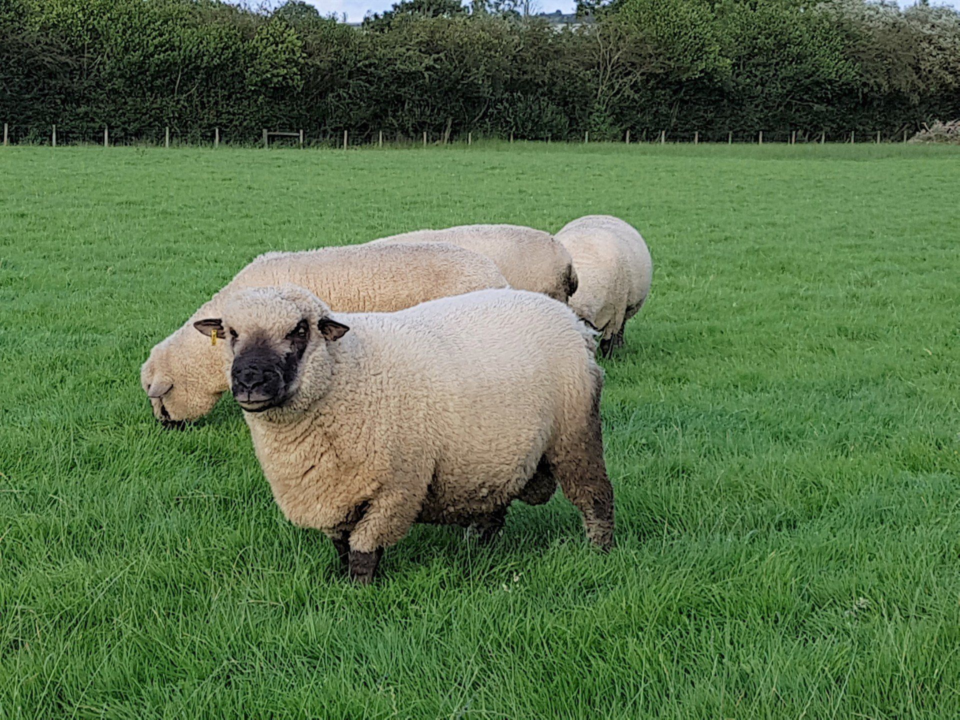 Shropshire Pedigree Sheep Ewes and Rams for sale from Troutsdale Farm