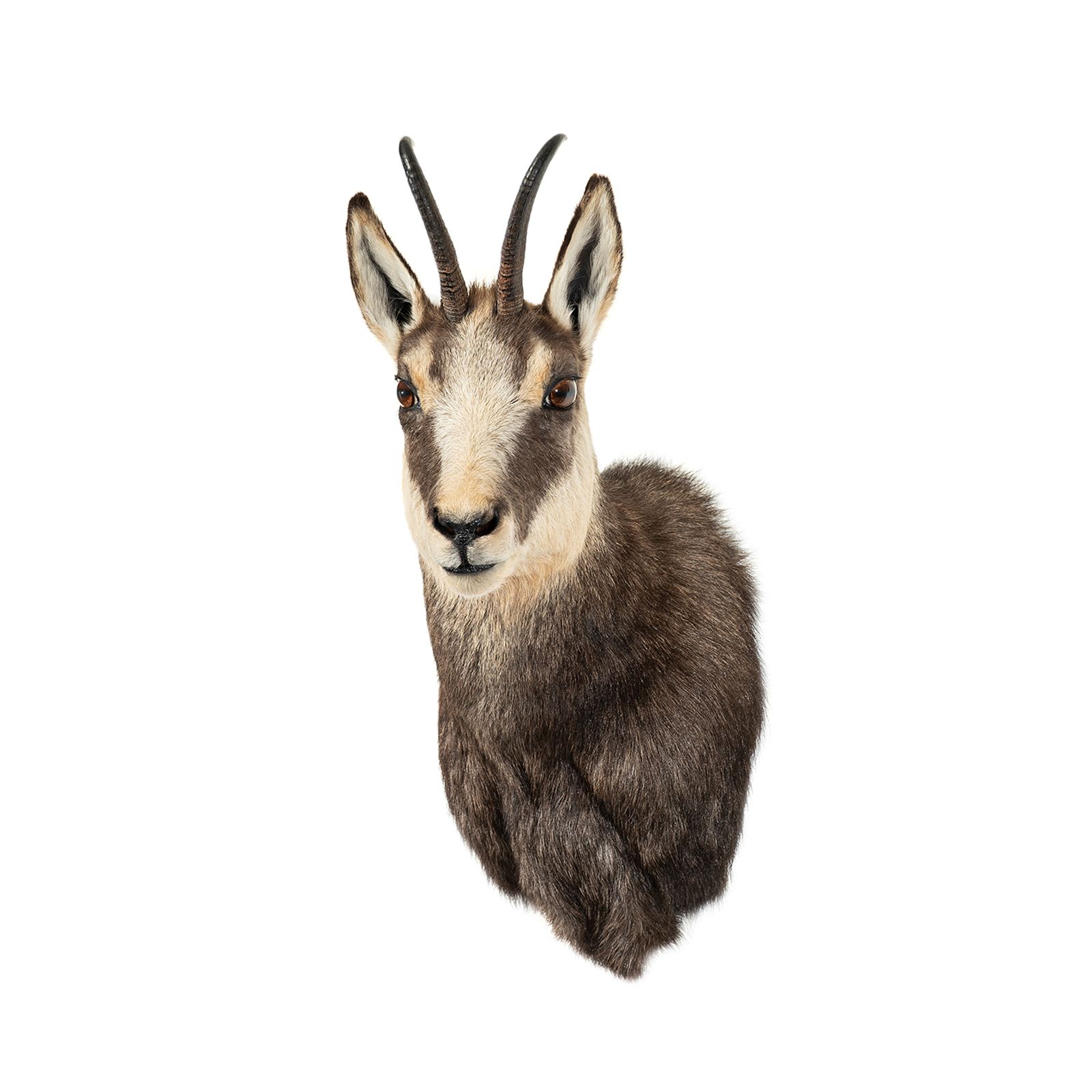 gams, gamsvorschlag, gamstrophäe, gamsjagd, tierpräparator vorarlberg,tierpräparator, gams präparieren 