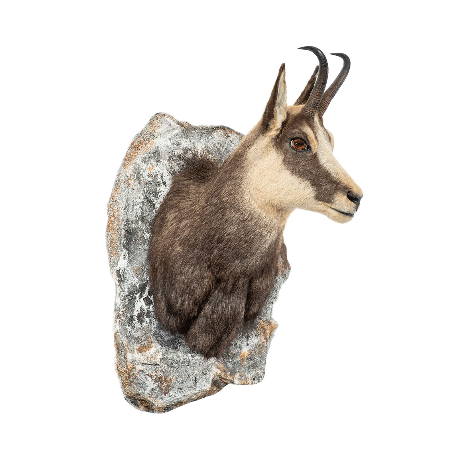 gams, gamsvorschlag, gamstrophäe, gamsjagd, tierpräparator vorarlberg,tierpräparator, gams präparieren 