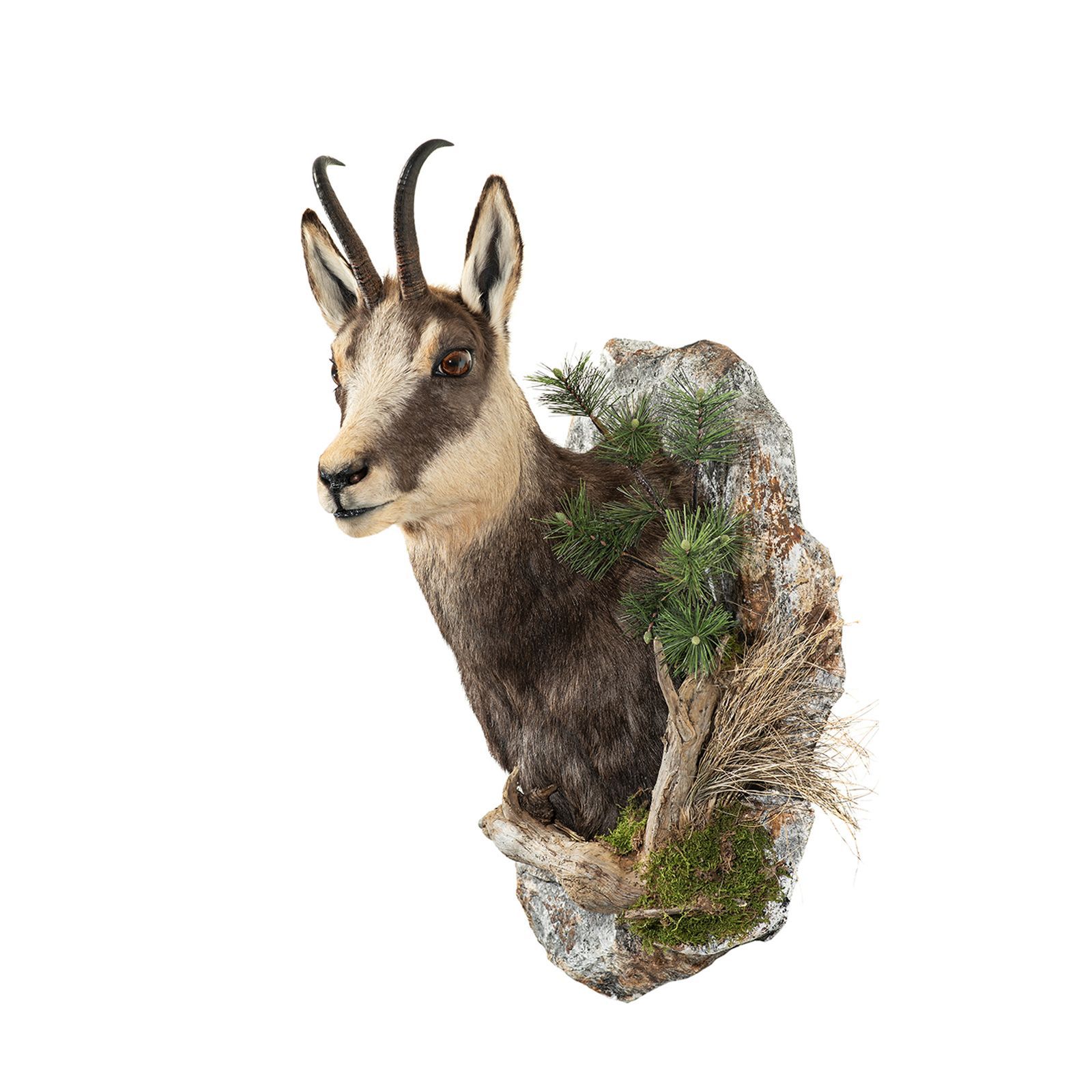 gams, gamsvorschlag, gamstrophäe, gamsjagd, tierpräparator vorarlberg,tierpräparator, gams präparieren 
