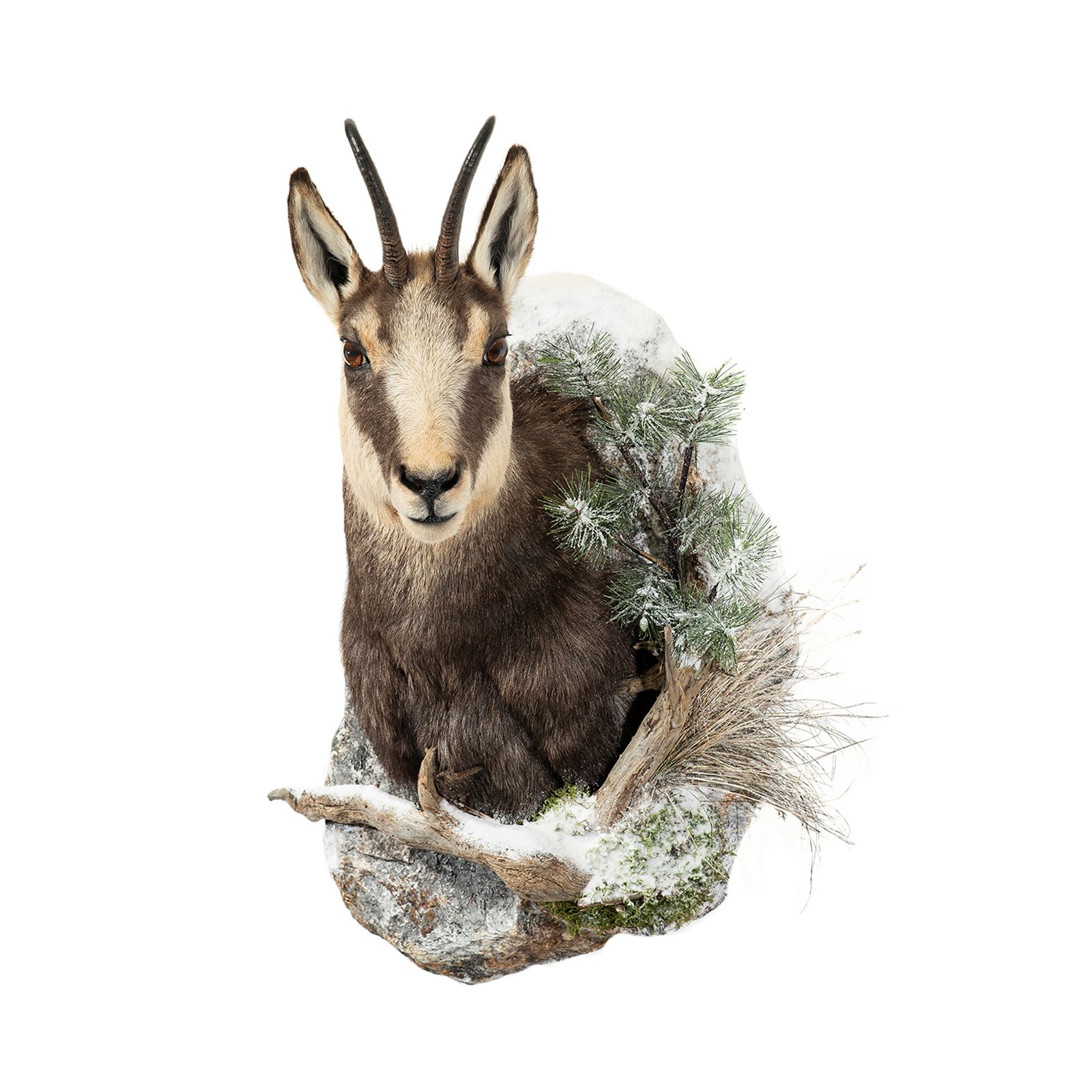 gams, gamsvorschlag, gamstrophäe, gamsjagd, tierpräparator vorarlberg,tierpräparator, gams präparieren 
