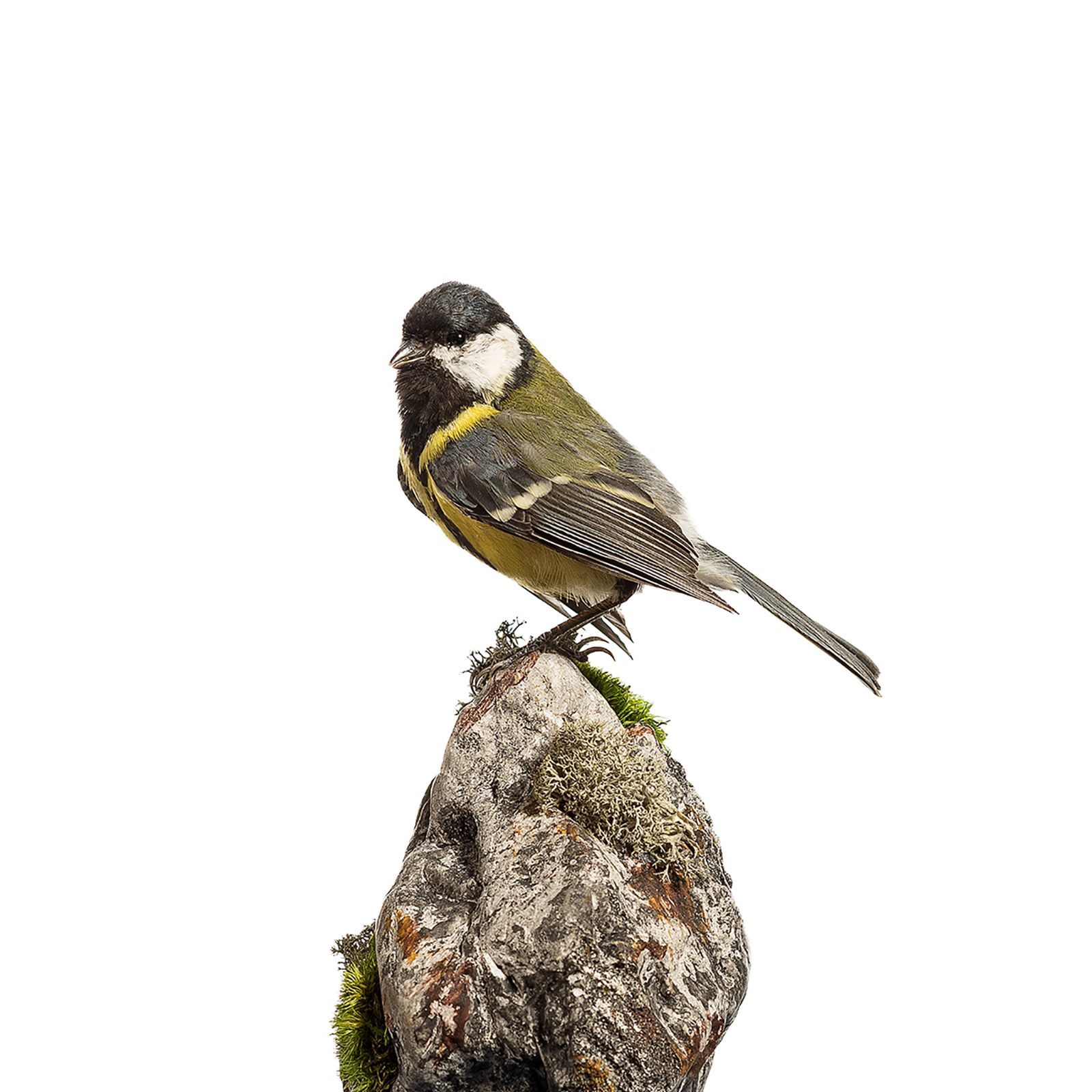 kohlmeise präparieren, tierpräparator vorarlberg,tierpräparator, gams präparieren 