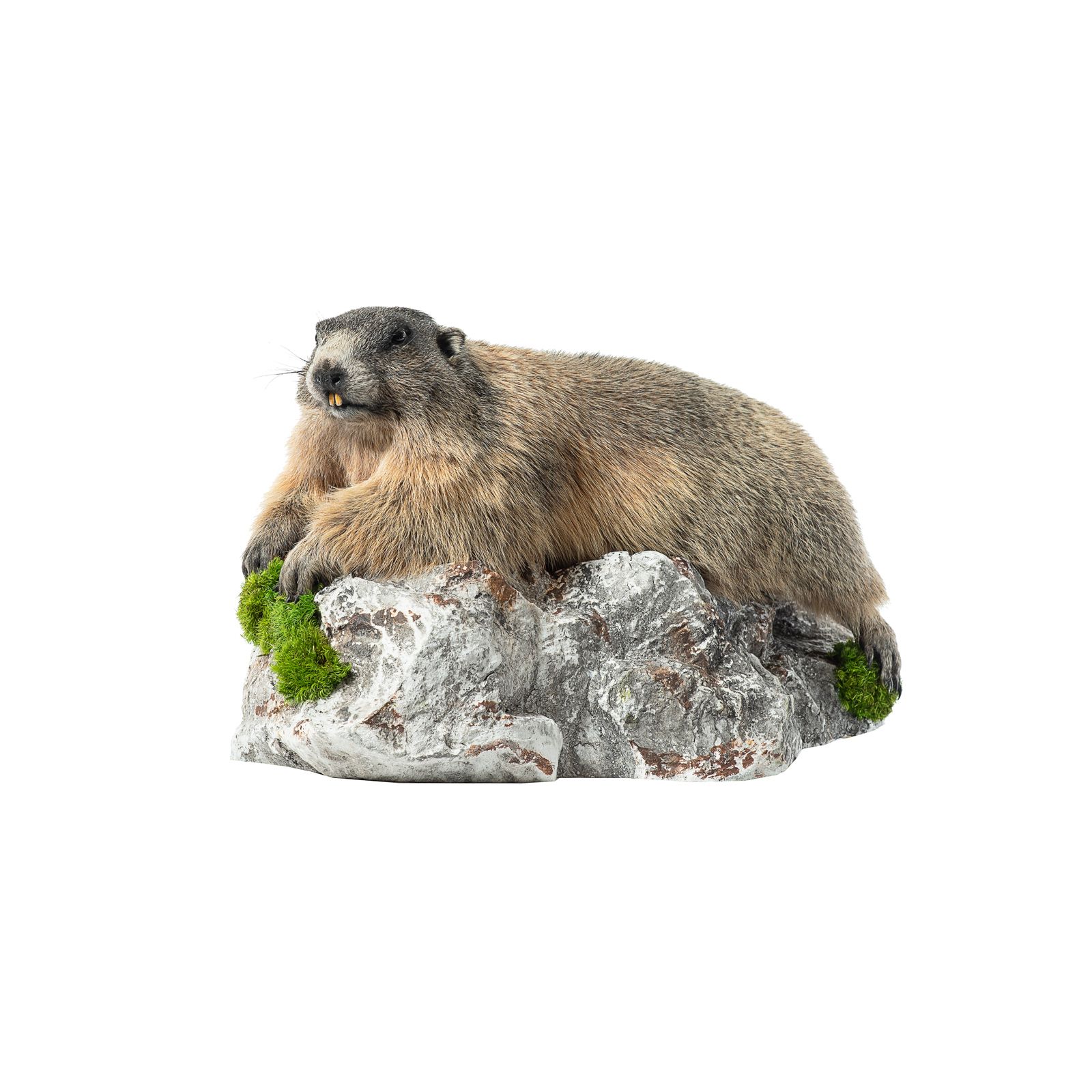 Murmeltier, murmeljagd, murmelpräparat, murmeltier präparieren, tierpräparator vorarlberg,tierpräparator