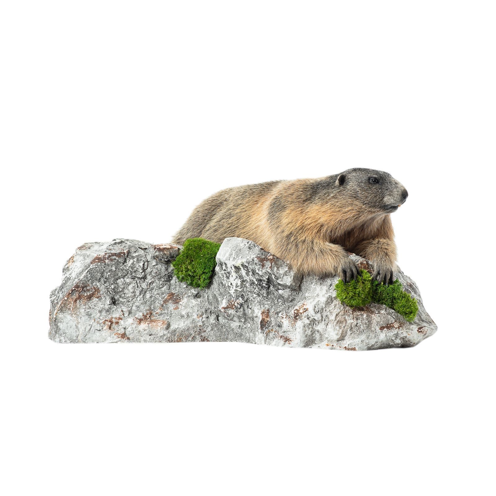 Murmeltier, murmeljagd, murmelpräparat, murmeltier präparieren, tierpräparator vorarlberg,tierpräparator