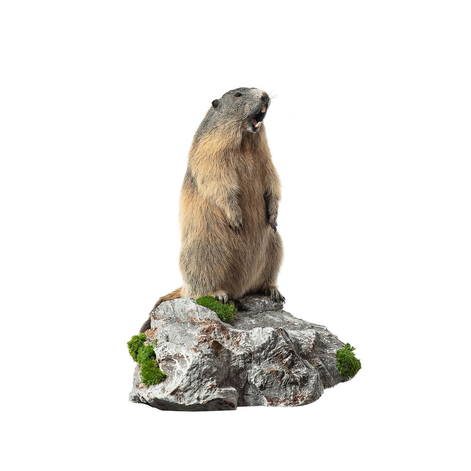 Murmeltier, murmeljagd, murmelpräparat, murmeltier präparieren, tierpräparator vorarlberg,tierpräparator