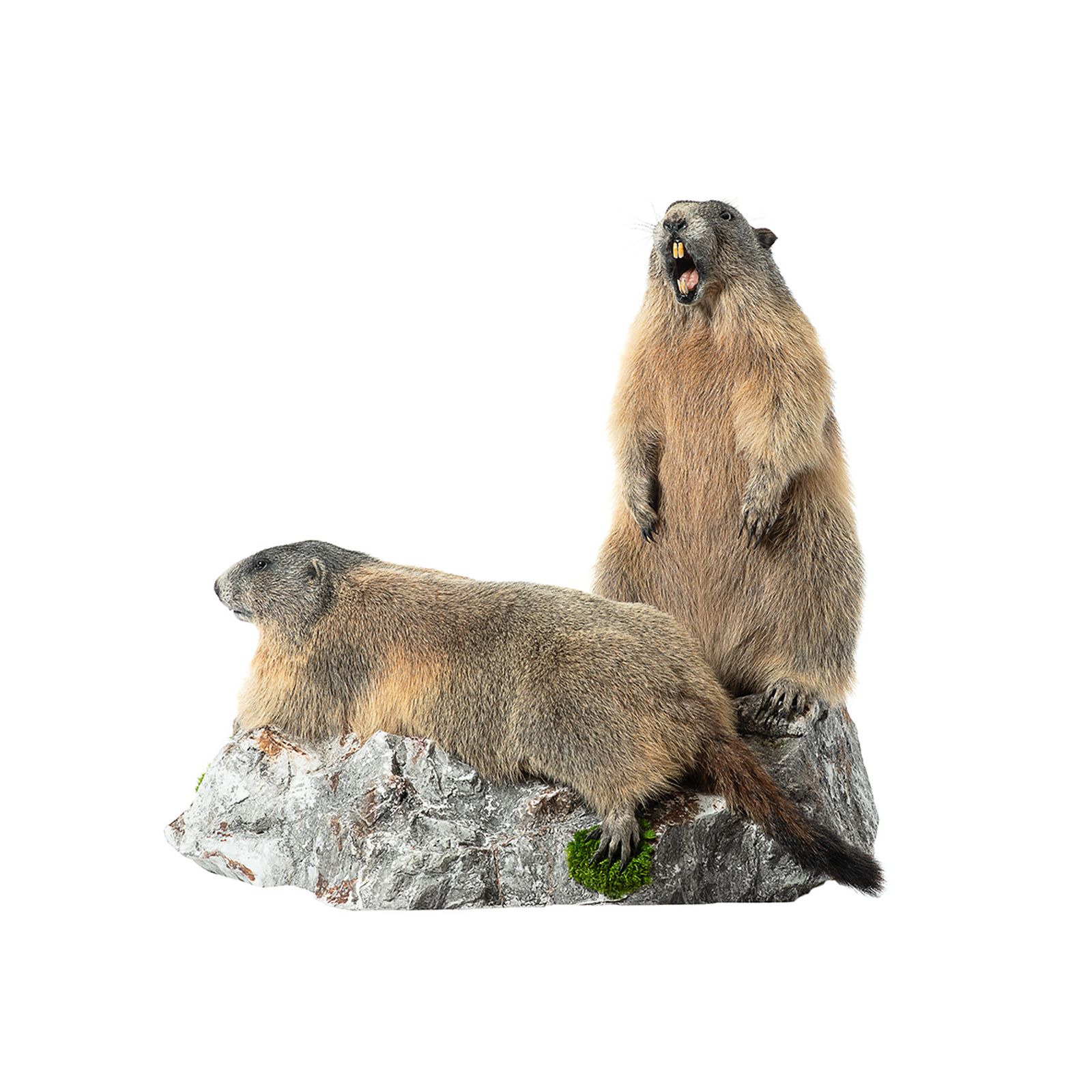 Murmeltier, murmeljagd, murmelpräparat, murmeltier präparieren, tierpräparator vorarlberg,tierpräparator
