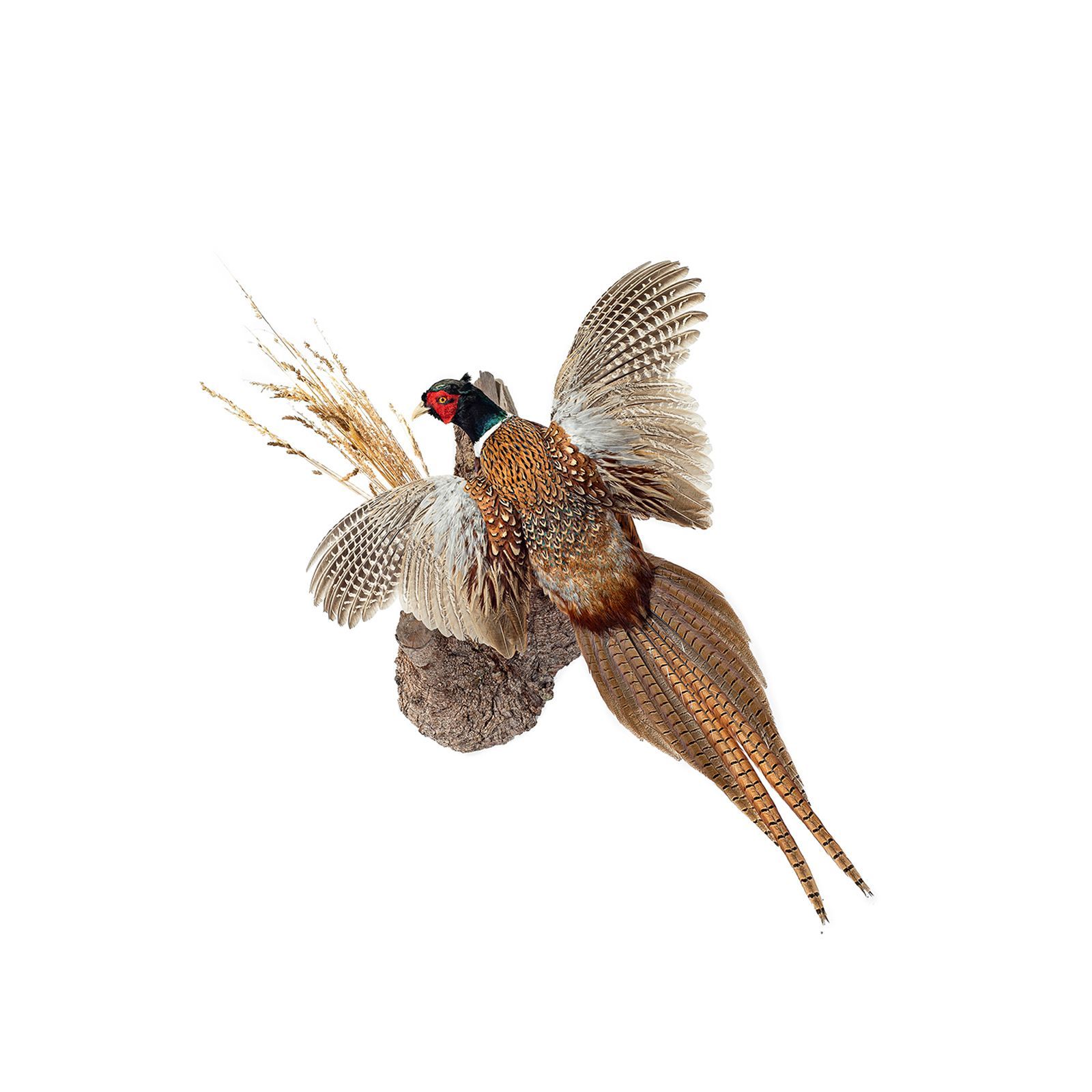 Fasan, fasanenjagd, vogeljagd, fasan präparieren, tierpräparator vorarlberg,tierpräparator, gams präparieren 