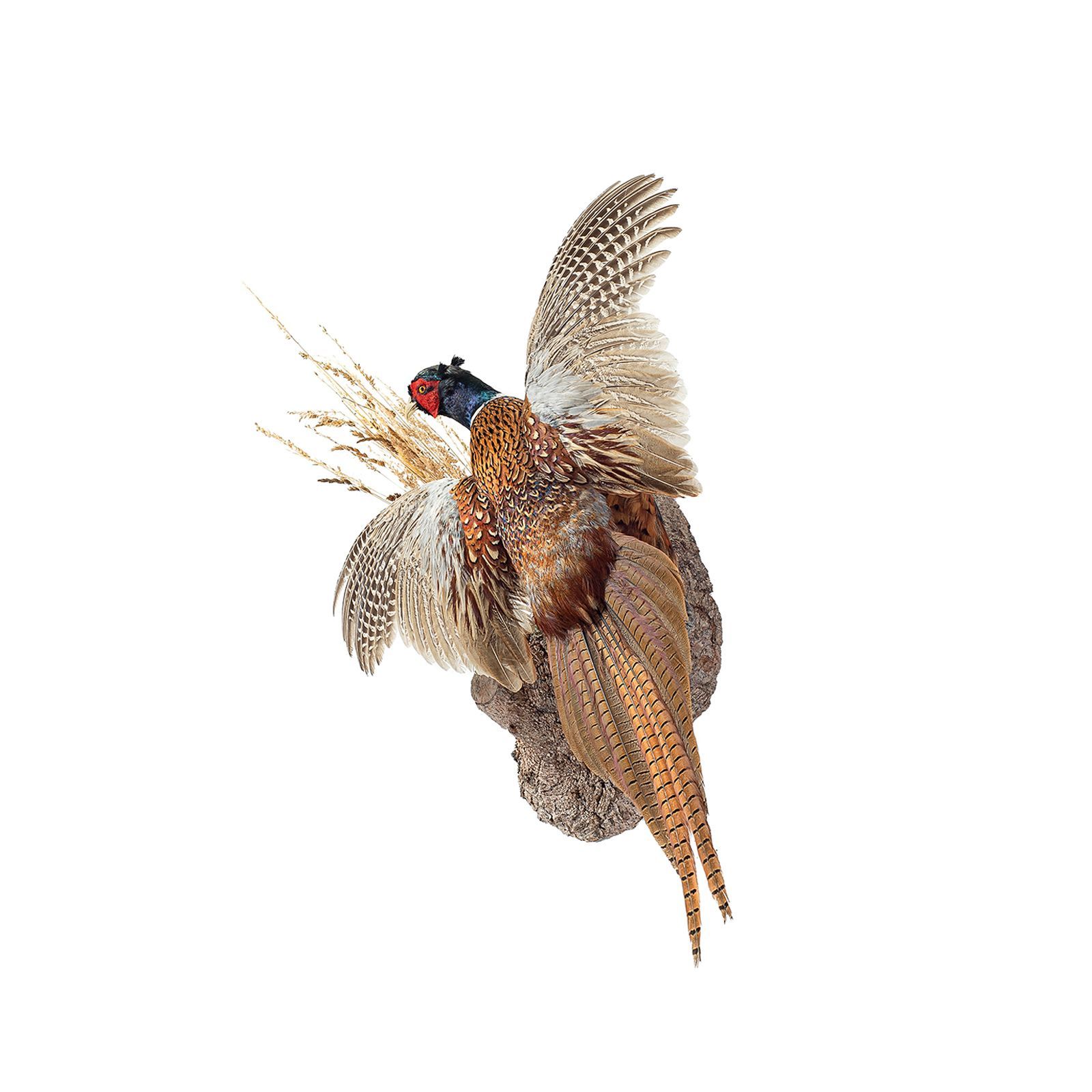 Fasan, fasanenjagd, vogeljagd, fasan präparieren, tierpräparator vorarlberg,tierpräparator, gams präparieren 