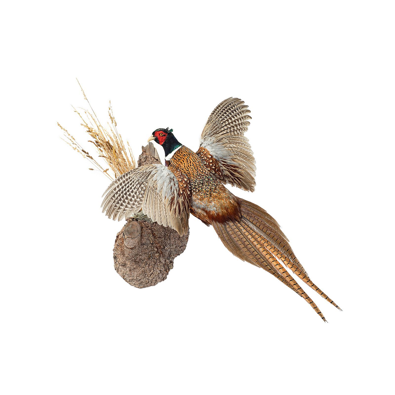 Fasan, fasanenjagd, vogeljagd, fasan präparieren, tierpräparator vorarlberg,tierpräparator, gams präparieren 