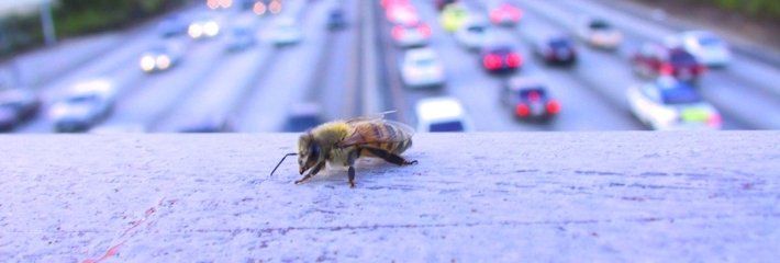 LIMPIADORES INSECTOS CANARIAS LAS PALMAS