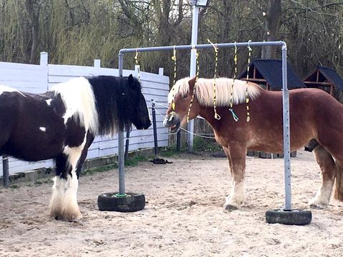 Wolffs, Pferdestärken, reiten, therapeutisches, Therapie, Bohmte