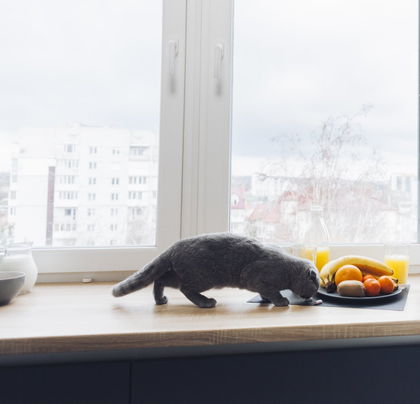 pica in cats pica in cats
