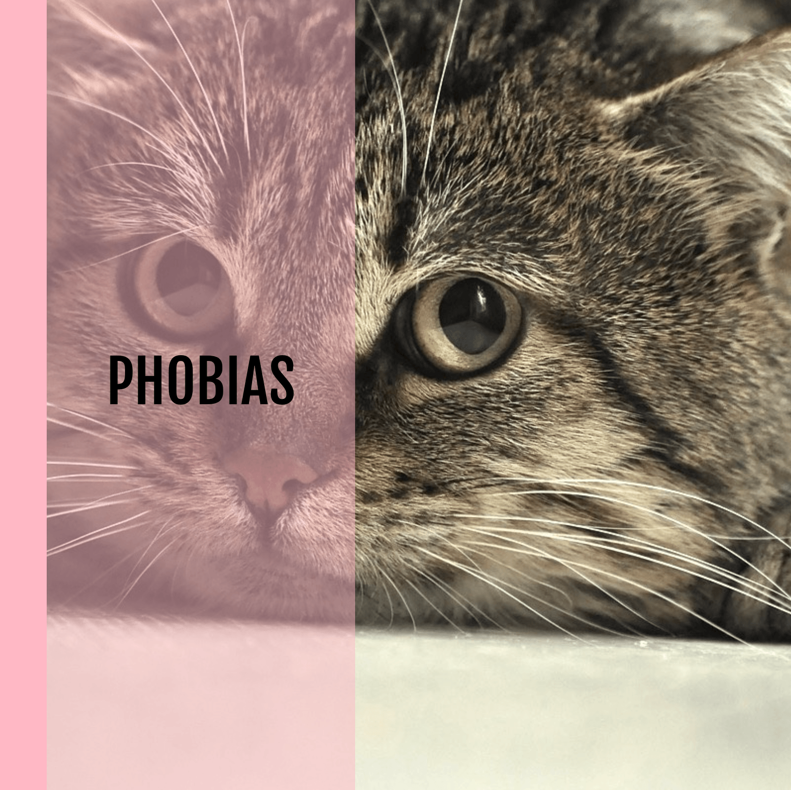 Phobias in cats