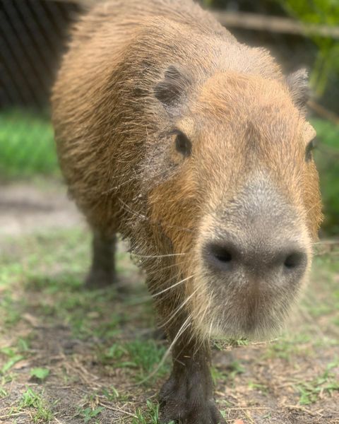 Meet a Capybara at Amazing Animals Inc. Wildlife Preserve