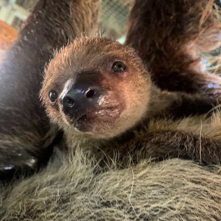 Pet a sloth at Amazing Animals Inc. Wildlife Preserve