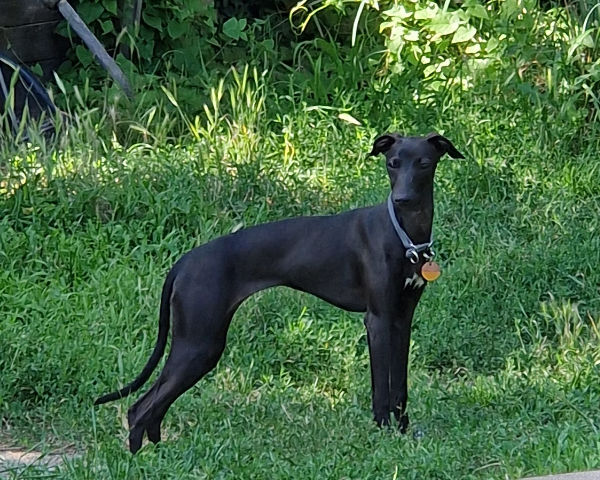 Colorful Angels Cecile