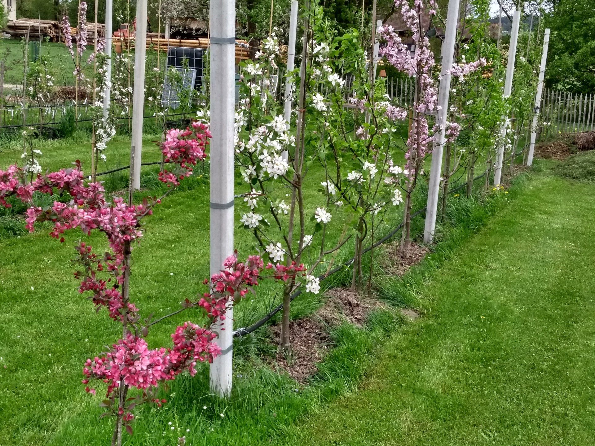Der Obstgarten