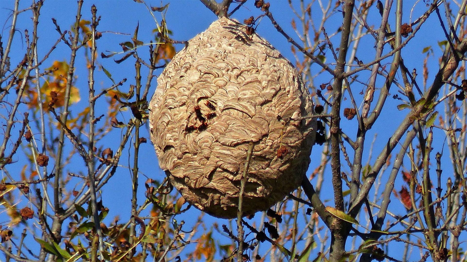 Nest asiatische Hornisse