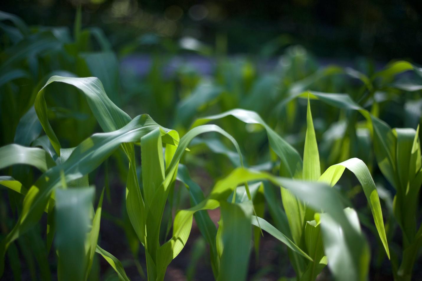 Corn field