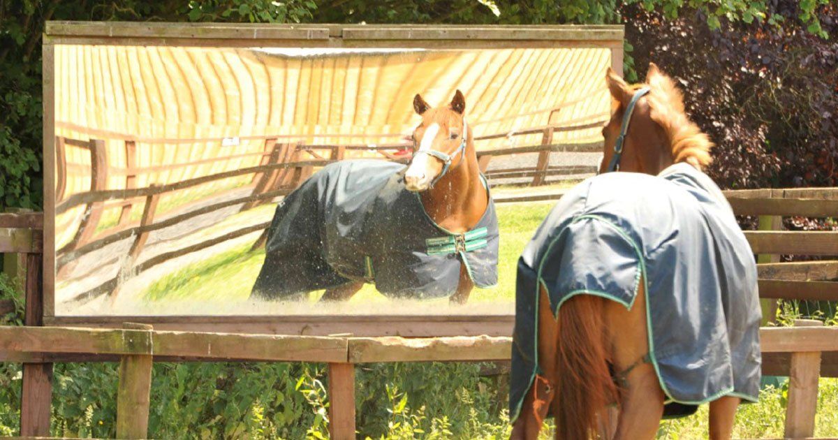 Moorcroft Equine Rehabilitation Centre Using Mirrors to Reduce Stress