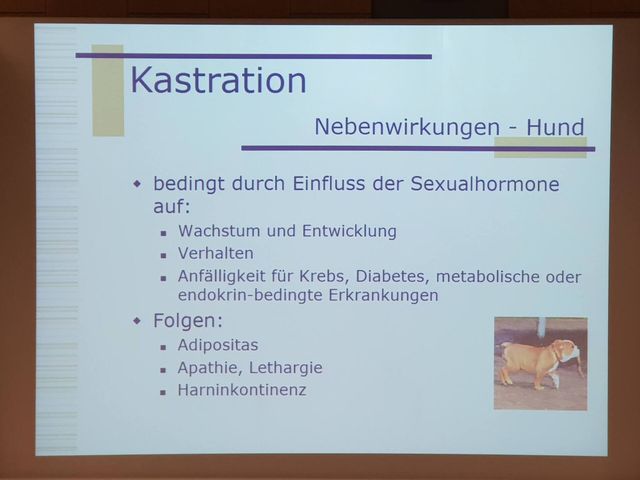 tierarzt ullmann heidenheim kastration hund und katze
