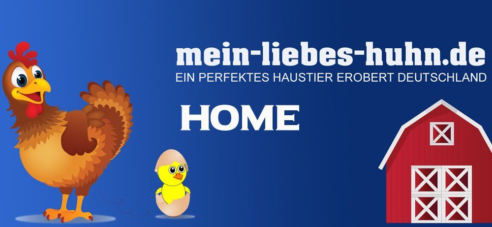 Mein Liebes Huhn Huhner Liegen Im Trend Als Haustier