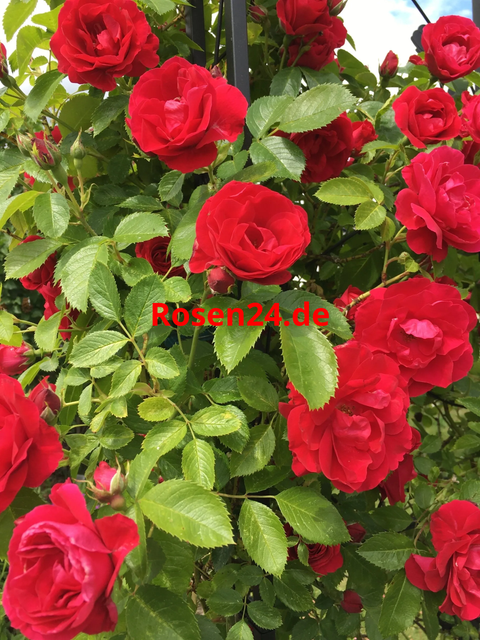 Rosen XXL 1,50m lange echte Riesen-Rose