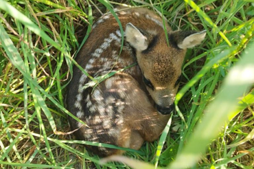 Effiziente Tiersuche