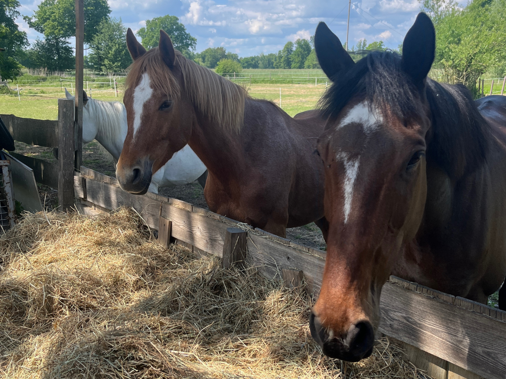 Optimale Heufütterung, fördert das natürliche Such- und Fressverhalten deines Pferdes...