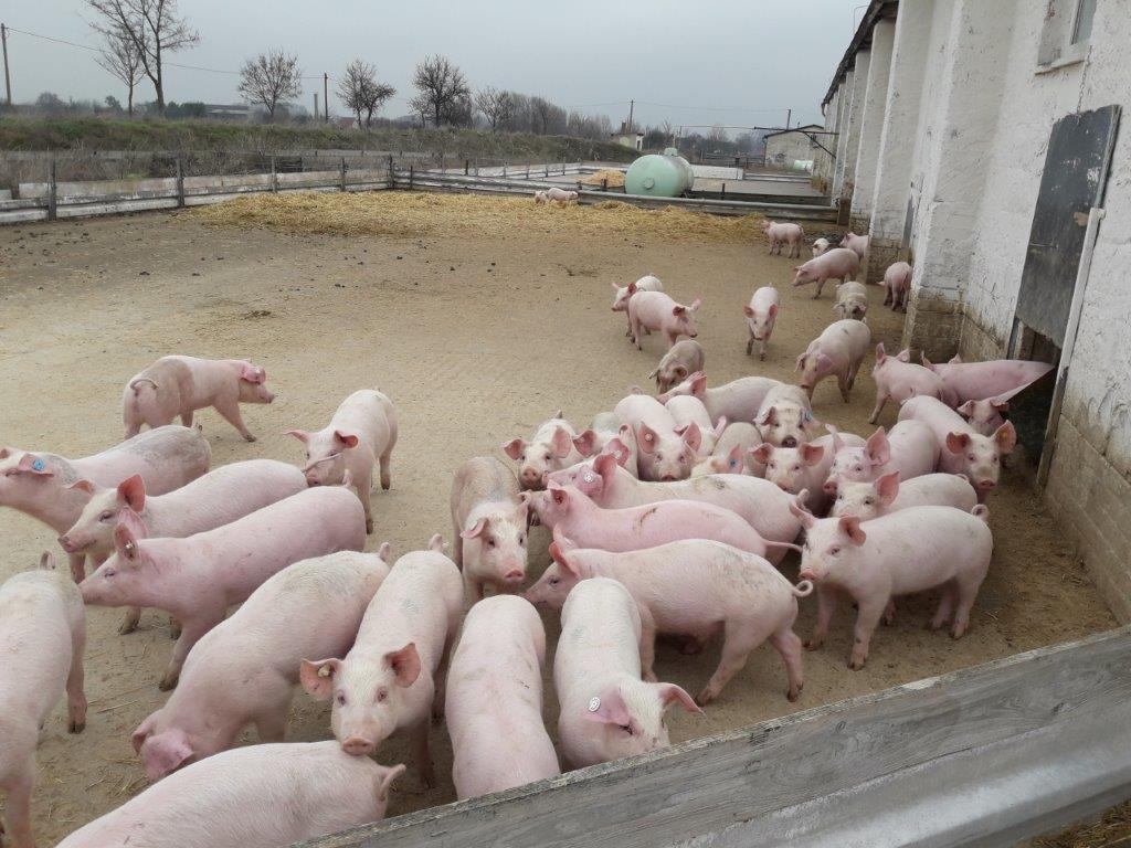 Angern - Ferkelaufzucht und Mastschweine