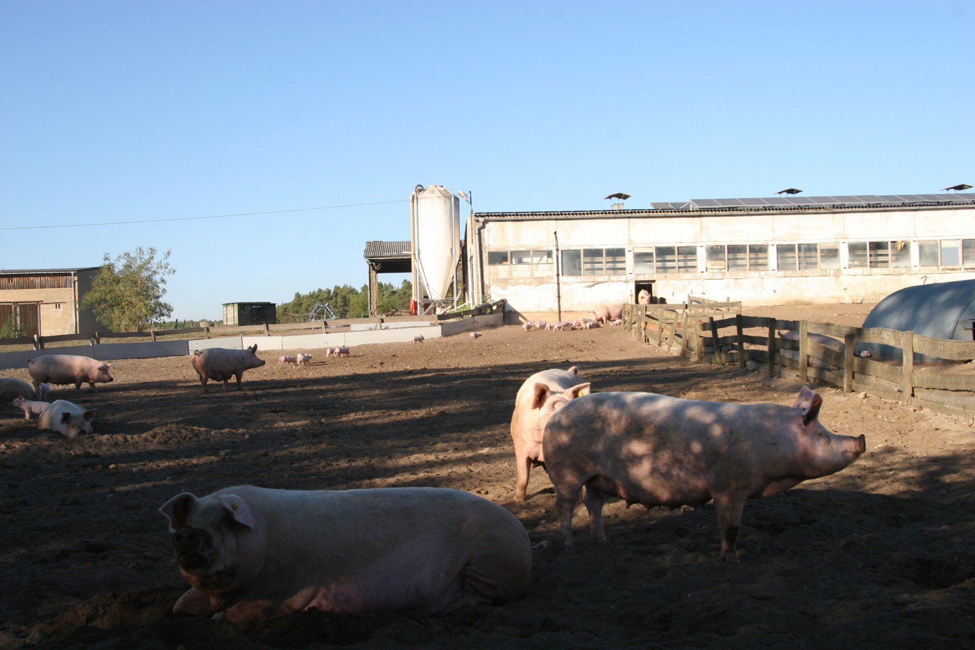 Kloster Neuendorf - Sauen und Ferkelhaltung