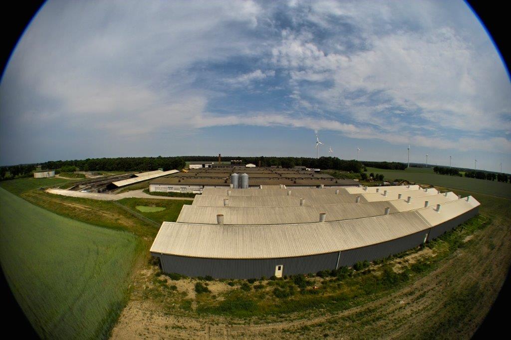 Peckfitz - Mastschweine