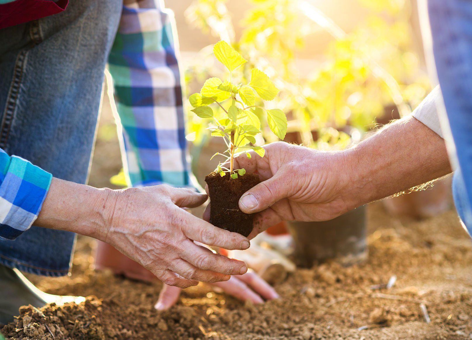 Sensibilisation au changement climatique. Plantation d'arbre