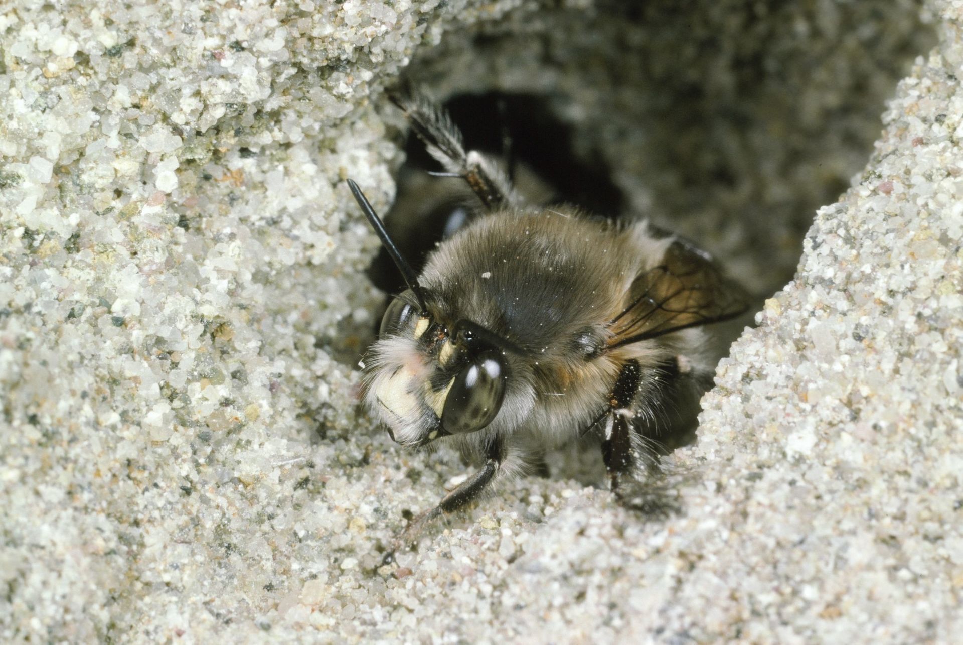 Steckbrief Anthophora plumipes