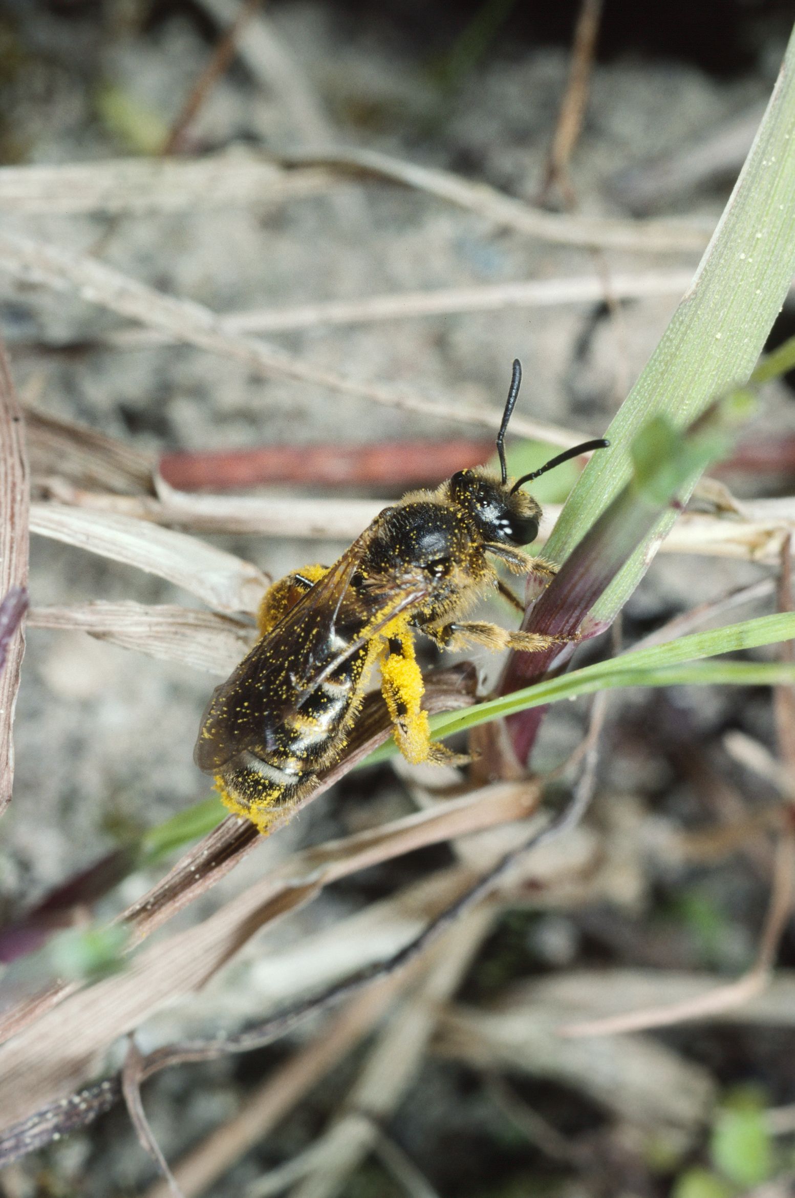 Steckbrief Lasioglossum calceatum