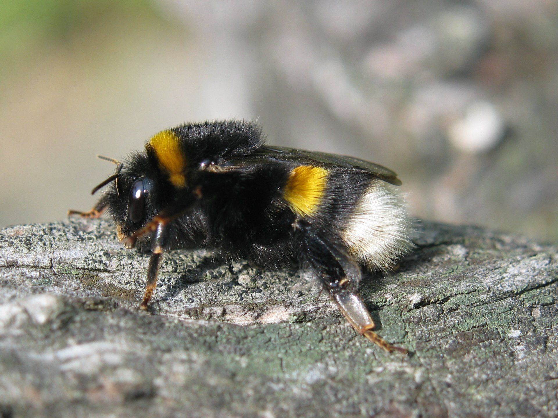 Steckbrief: Bombus Terrestris - Erdhummel Ifbi.net