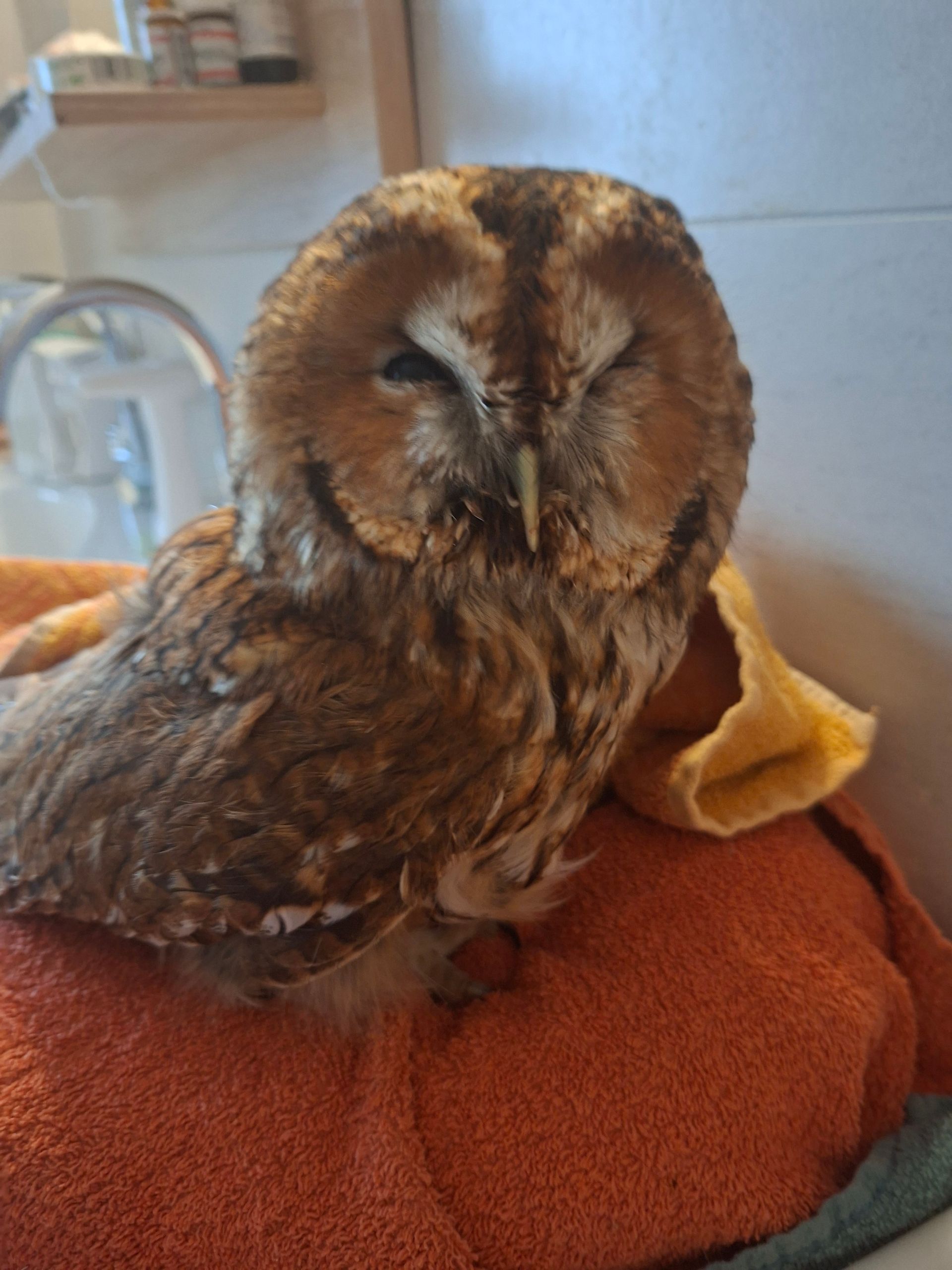 Das ist mein neuester Patient. Gebrochenes Beinchen und verschobener Schnabel