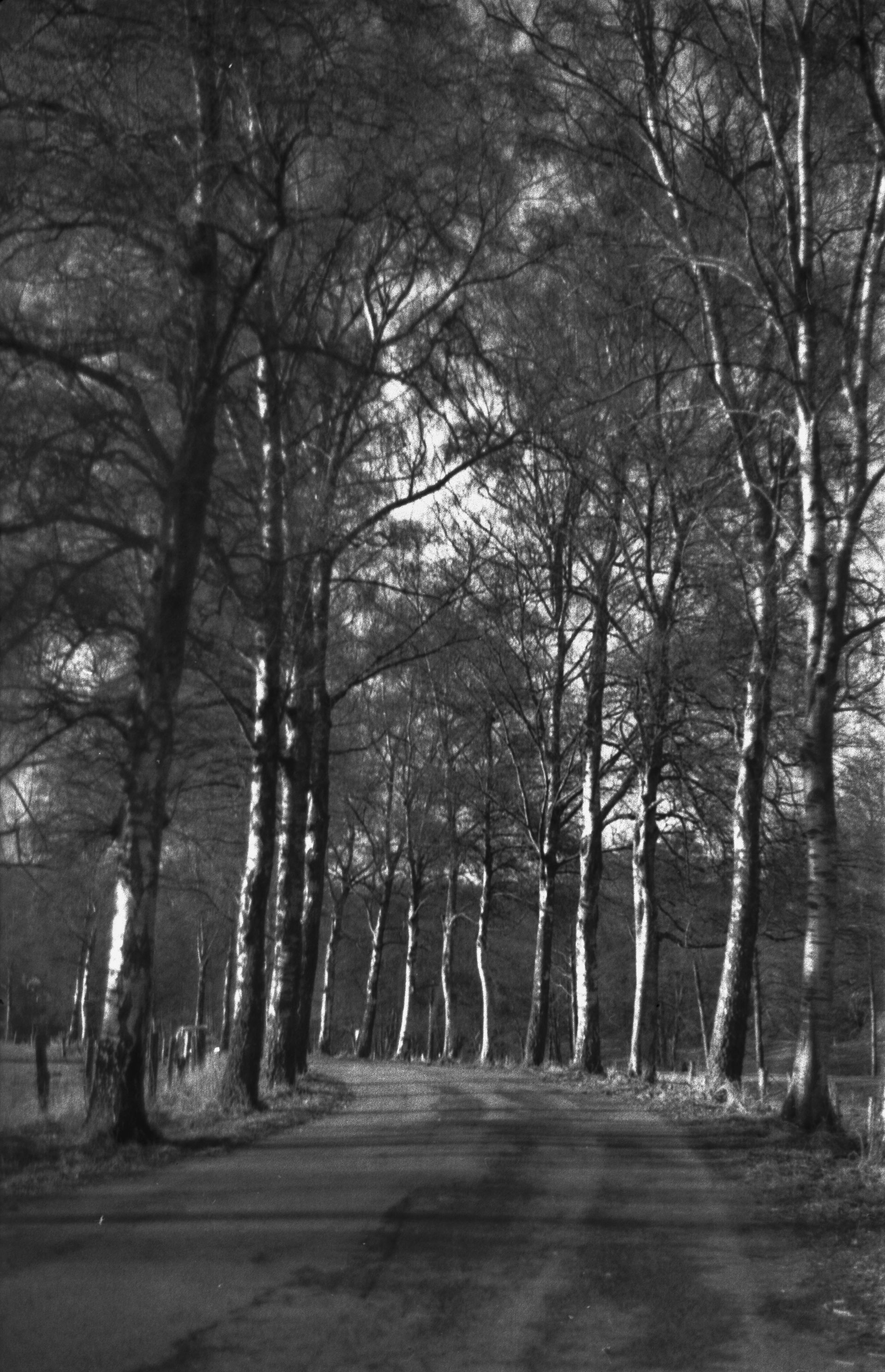Licht und Schatten. Allee mit Birken. Fotokunst. Kunst fotografiert.