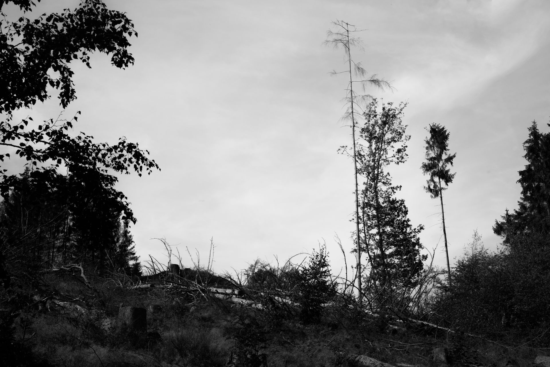 Borkenkäfer. Hitze. Leben und Tod. Fotokunst.