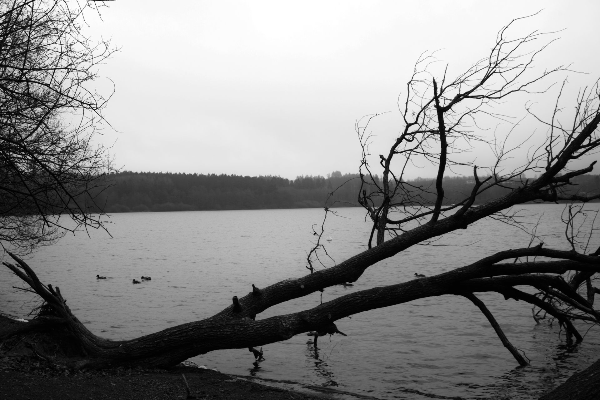 Leben und Tod. Abgestürzter und abgestorbener Baum vor Enten. Fotokunst.
