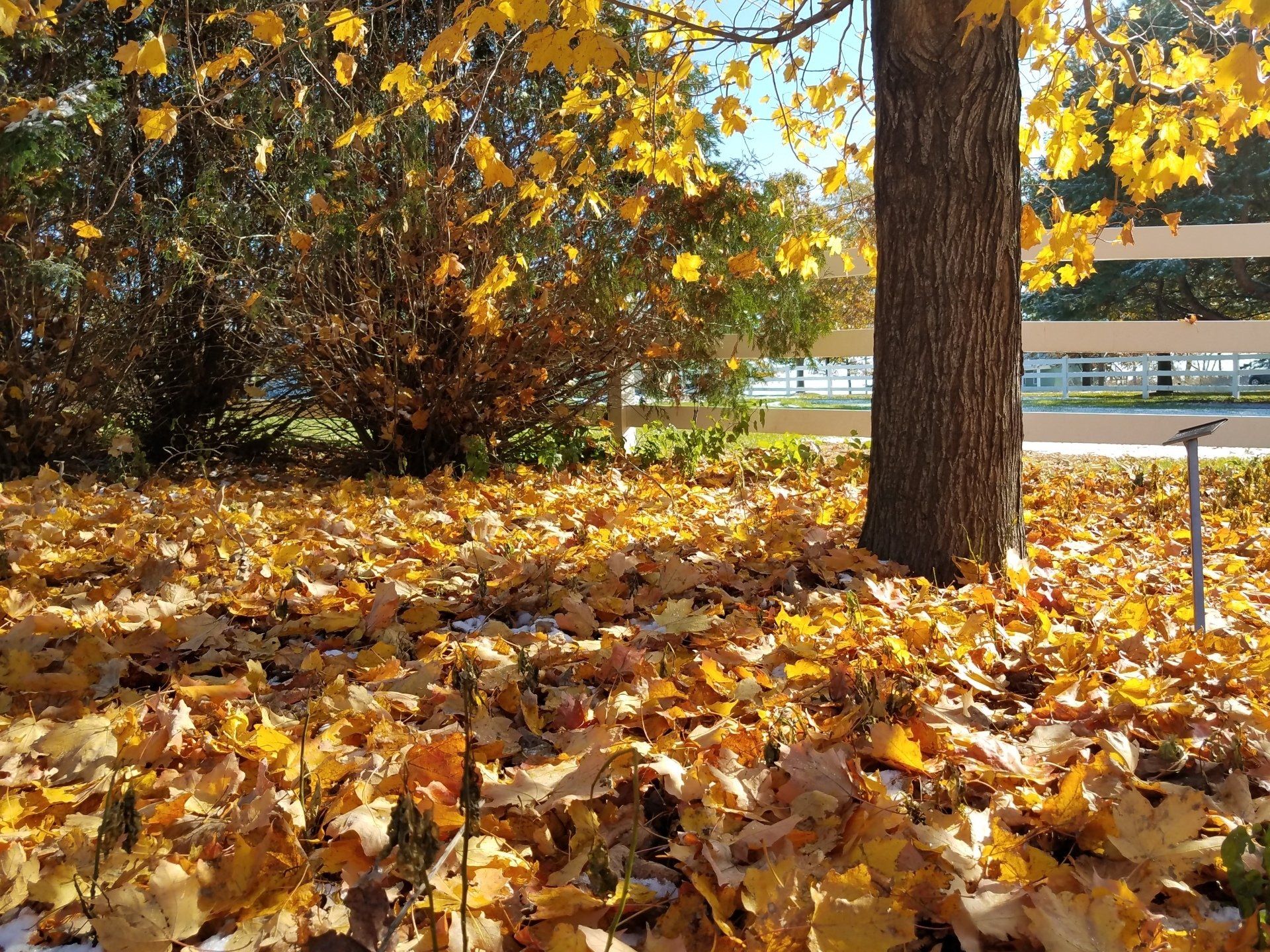 Home Cedar Valley Arboretum & Botanic Gardens