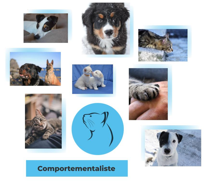 Connaissez-vous Le Comportementaliste Animalier