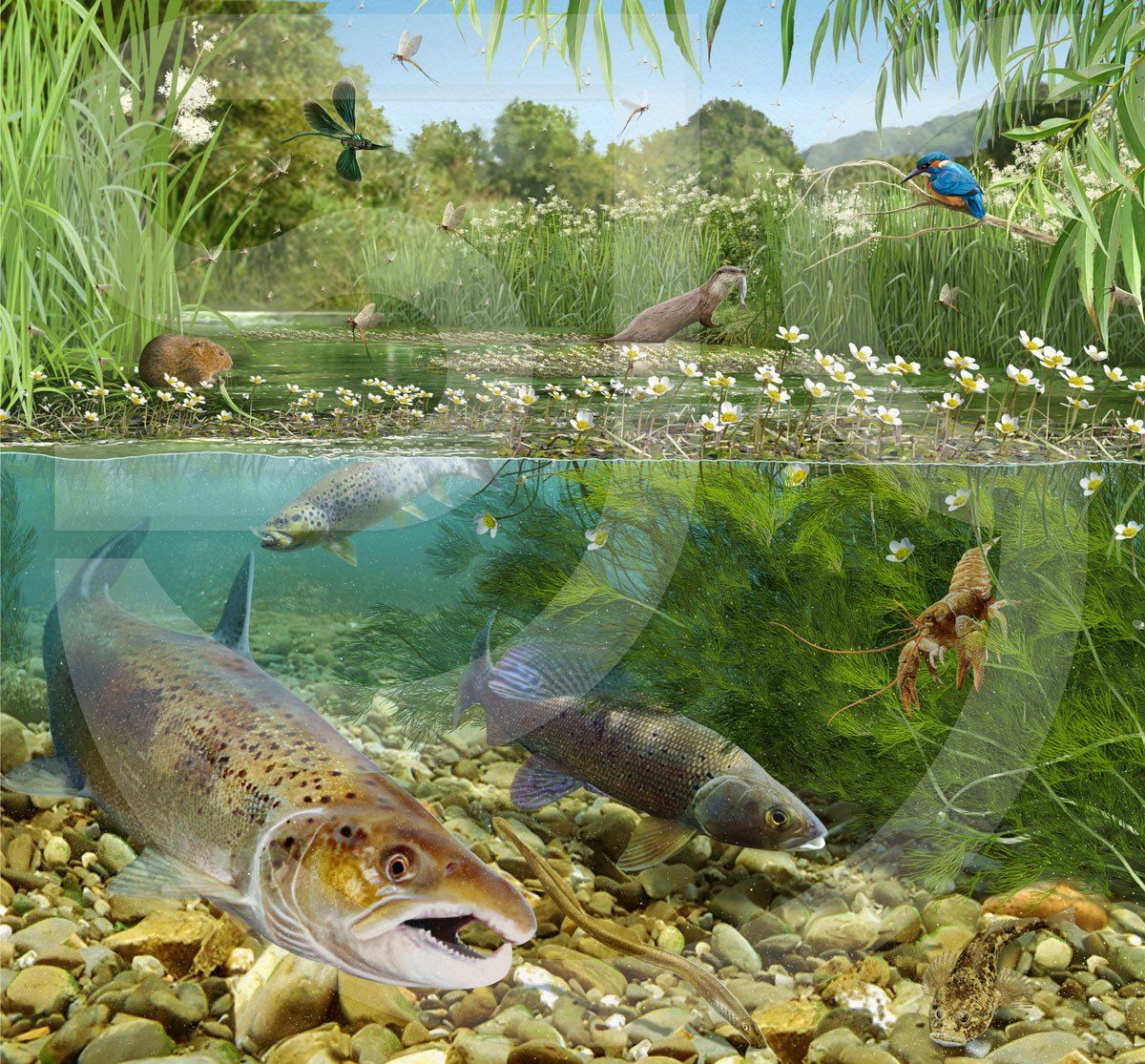 Environment • Habitats • Outdoor Survival | SJC Illustration Gallery