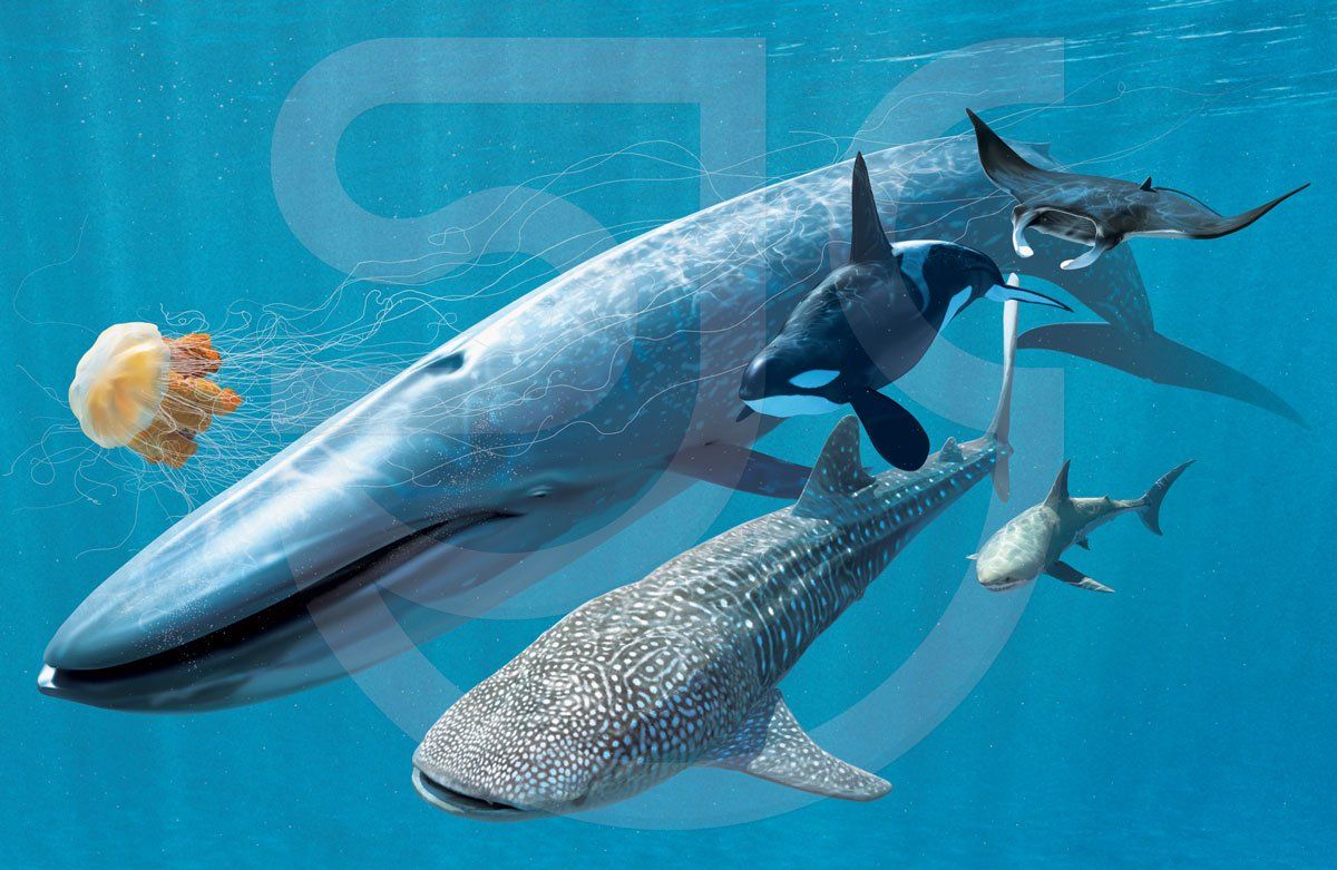 aquatic-wildlife-stuart-jackson-carter-illustration-gallery