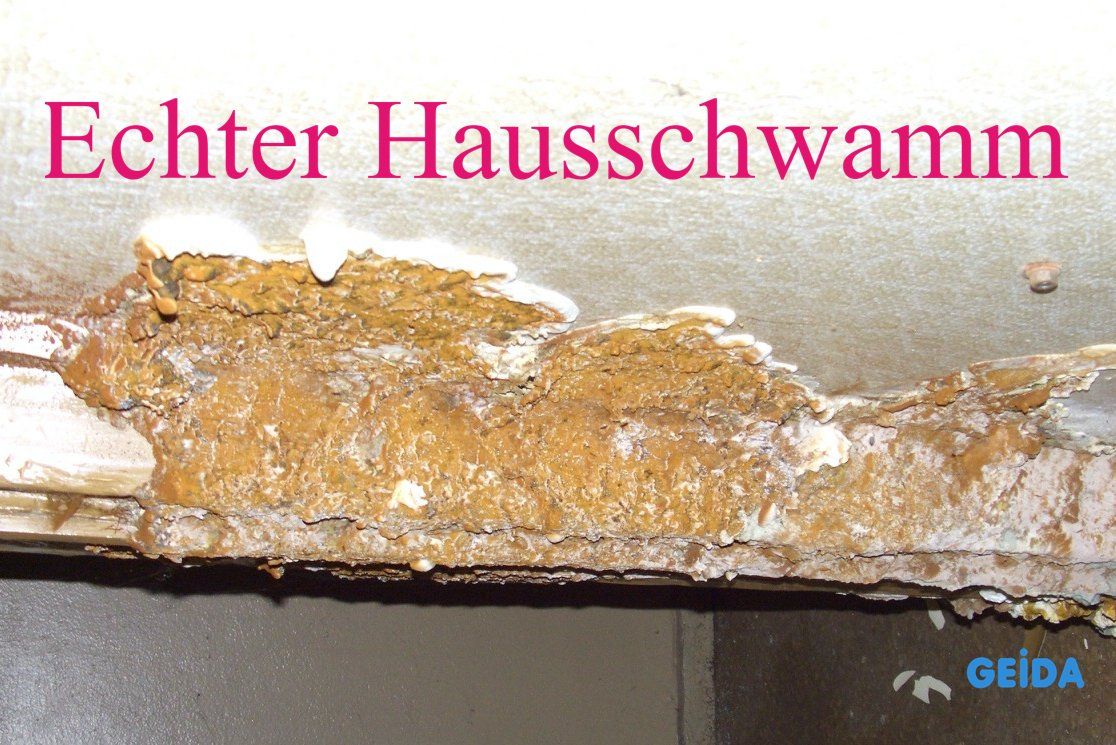 Schwamm Im Haus