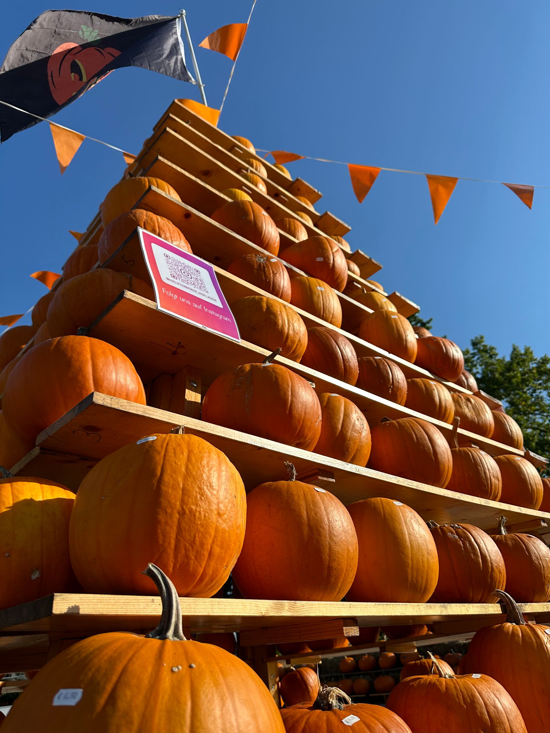 Halloween-Kürbisse im Halstenbeker Hofladen