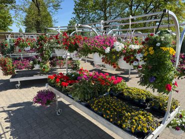 Beet- und Balkonpflanzen im Halstenbeker Hofladen bei Hamburg