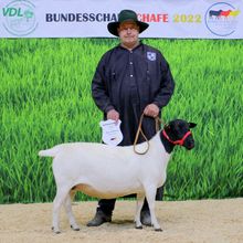 Dorperzucht Frank Drössler, Bundesschau Schafe, Alsfeld 2022