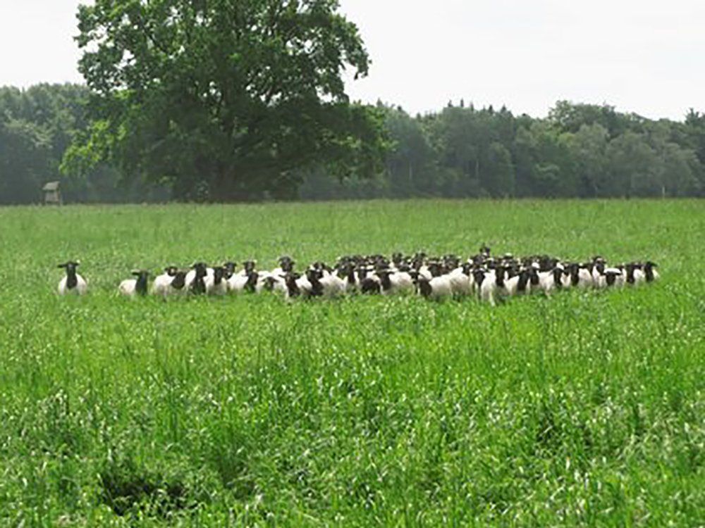 Dorperschafe Deutschland, Dorperschaf Rassebeschreibung